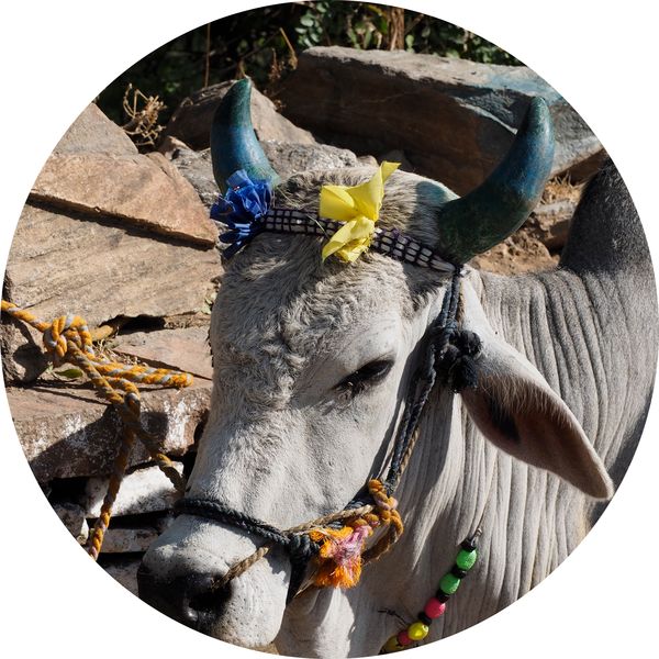 cow with horns painted blue, Bodhgaya, Bihar • India